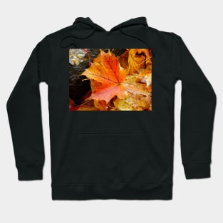 Leaf Portraits 3 Hoodie